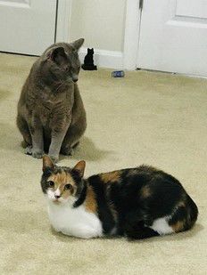 Opal and Sterling